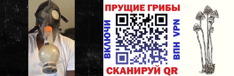 Галлюциногенные грибы Cubensis  где купить наркоту  Каневская 